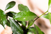 Hoya occultata